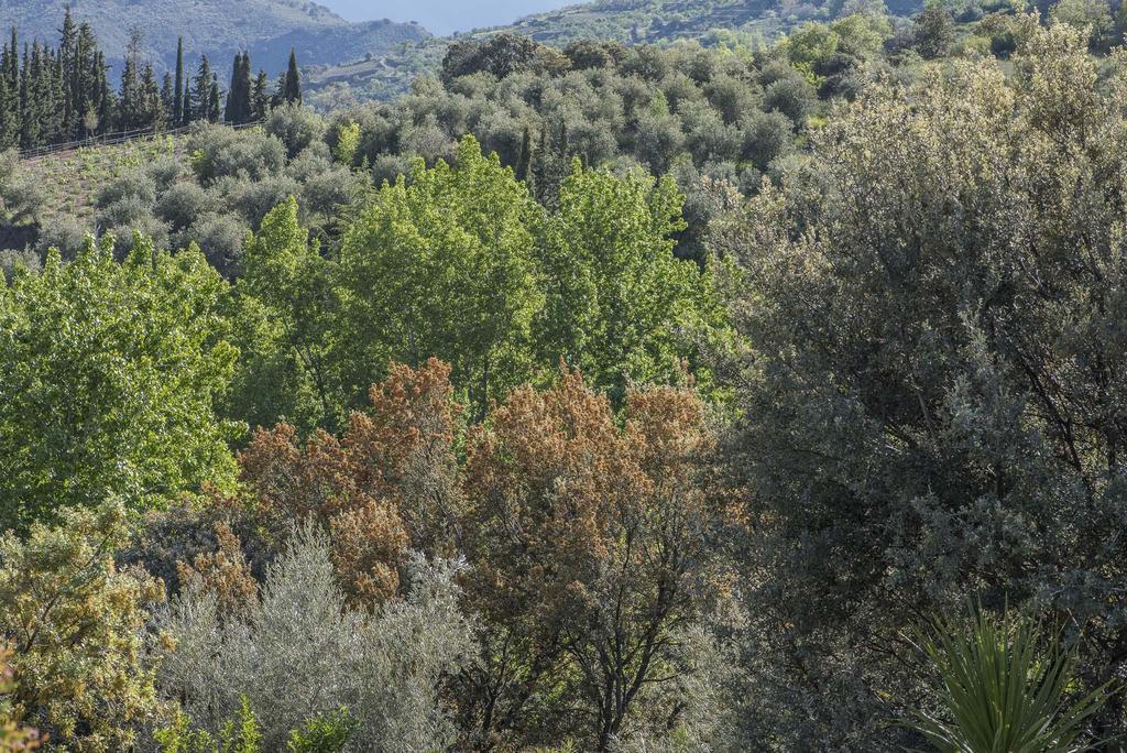 Cortijo La Vinuela Βίλα Atalbeitar Εξωτερικό φωτογραφία